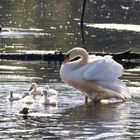 Familie Schwan...