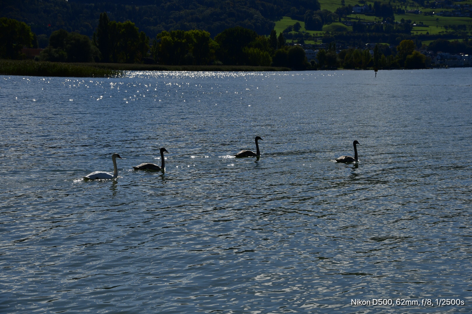 Familie Schwan