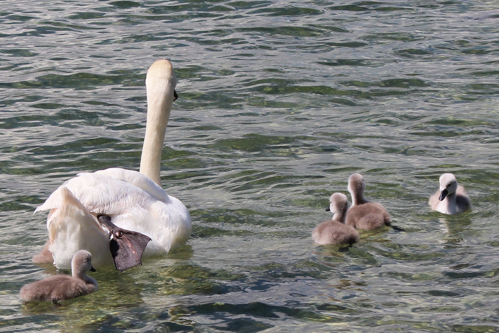 Familie Schwan