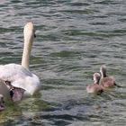 Familie Schwan