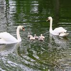 Familie Schwan