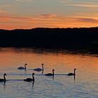 Familie Schwan