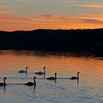 Familie Schwan