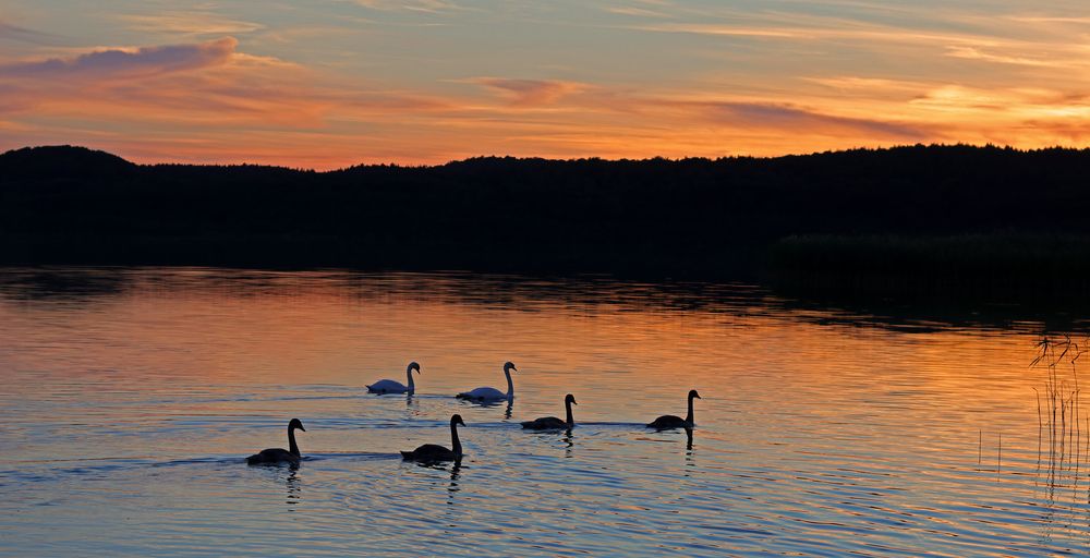 Familie Schwan