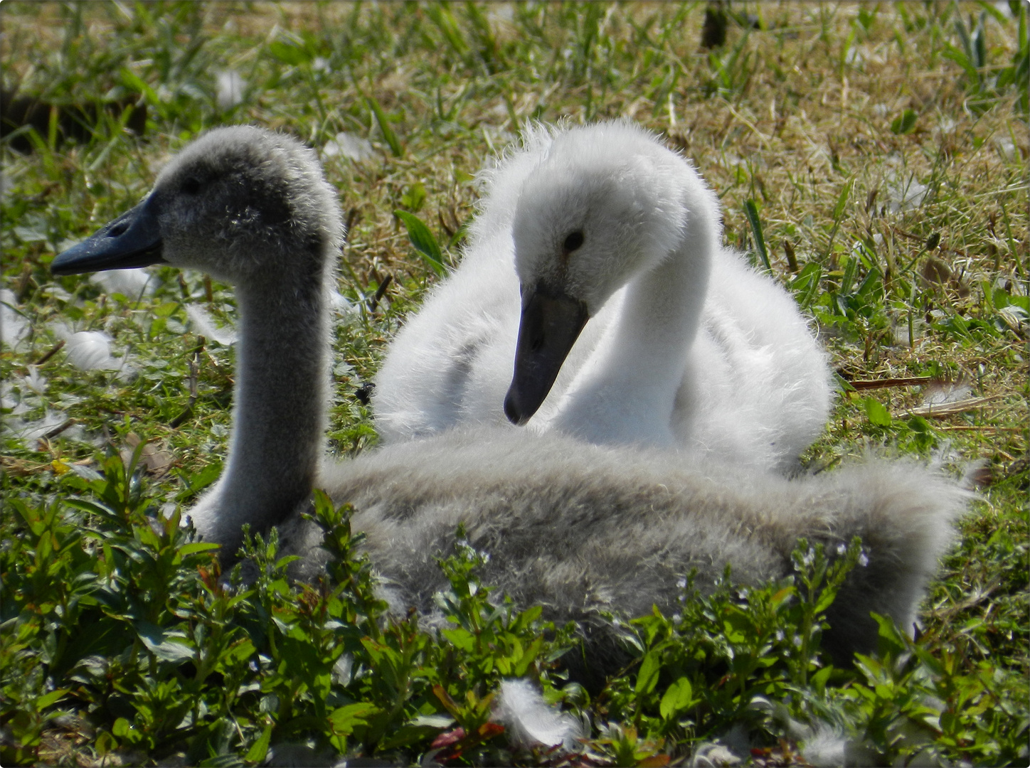 Familie Schwan 3