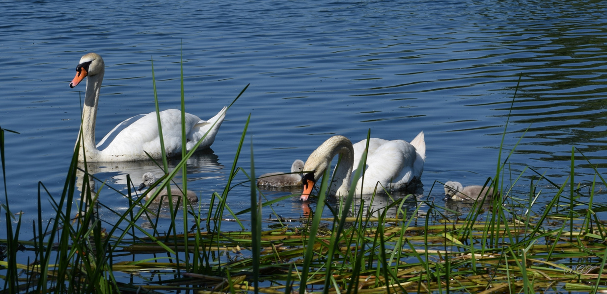 Familie Schwan