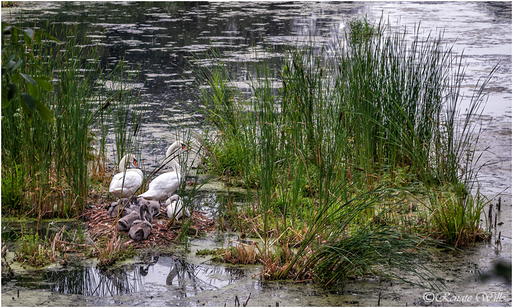 Familie Schwan