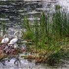 Familie Schwan