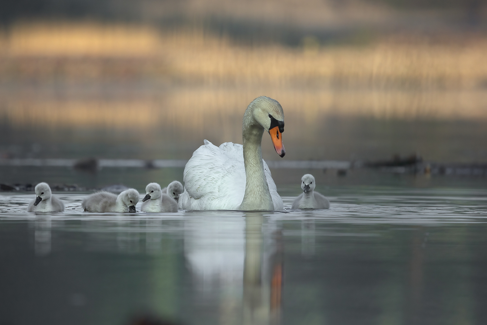 Familie Schwan