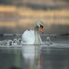 Familie Schwan