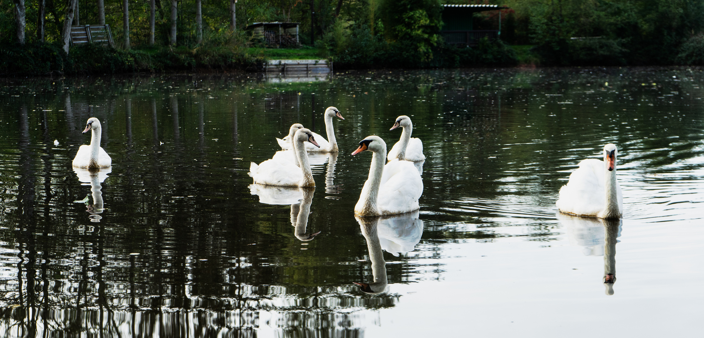 Familie Schwan