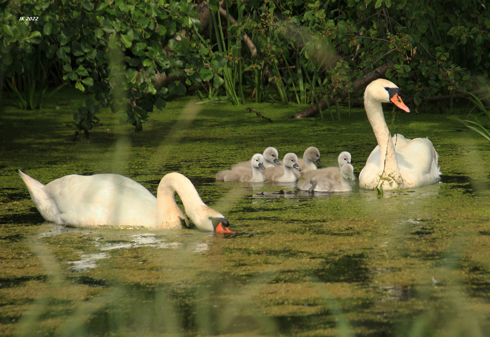 Familie Schwan.....