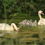 Familie Schwan.....