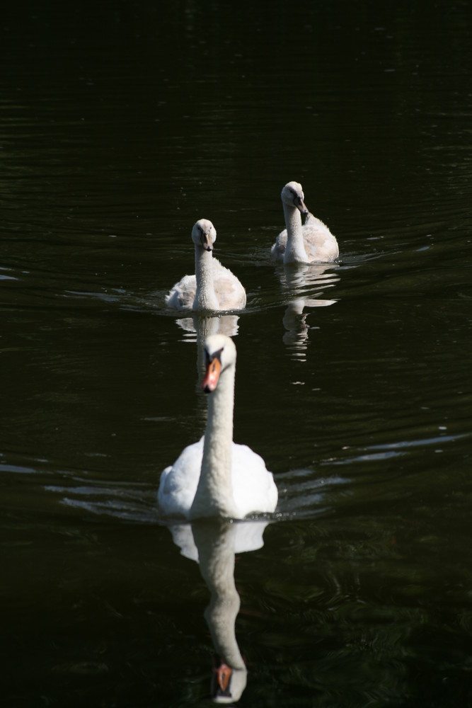 Familie Schwan