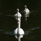 Familie Schwan