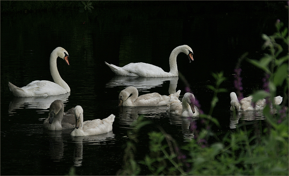 Familie Schwan...