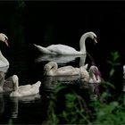 Familie Schwan...