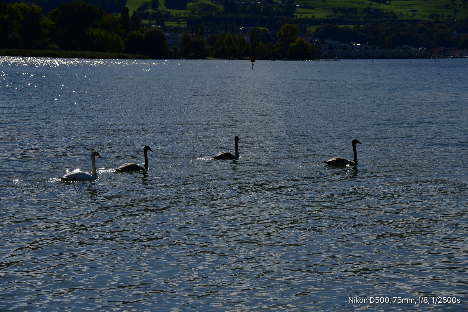 Familie Schwan