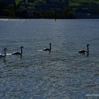 Familie Schwan