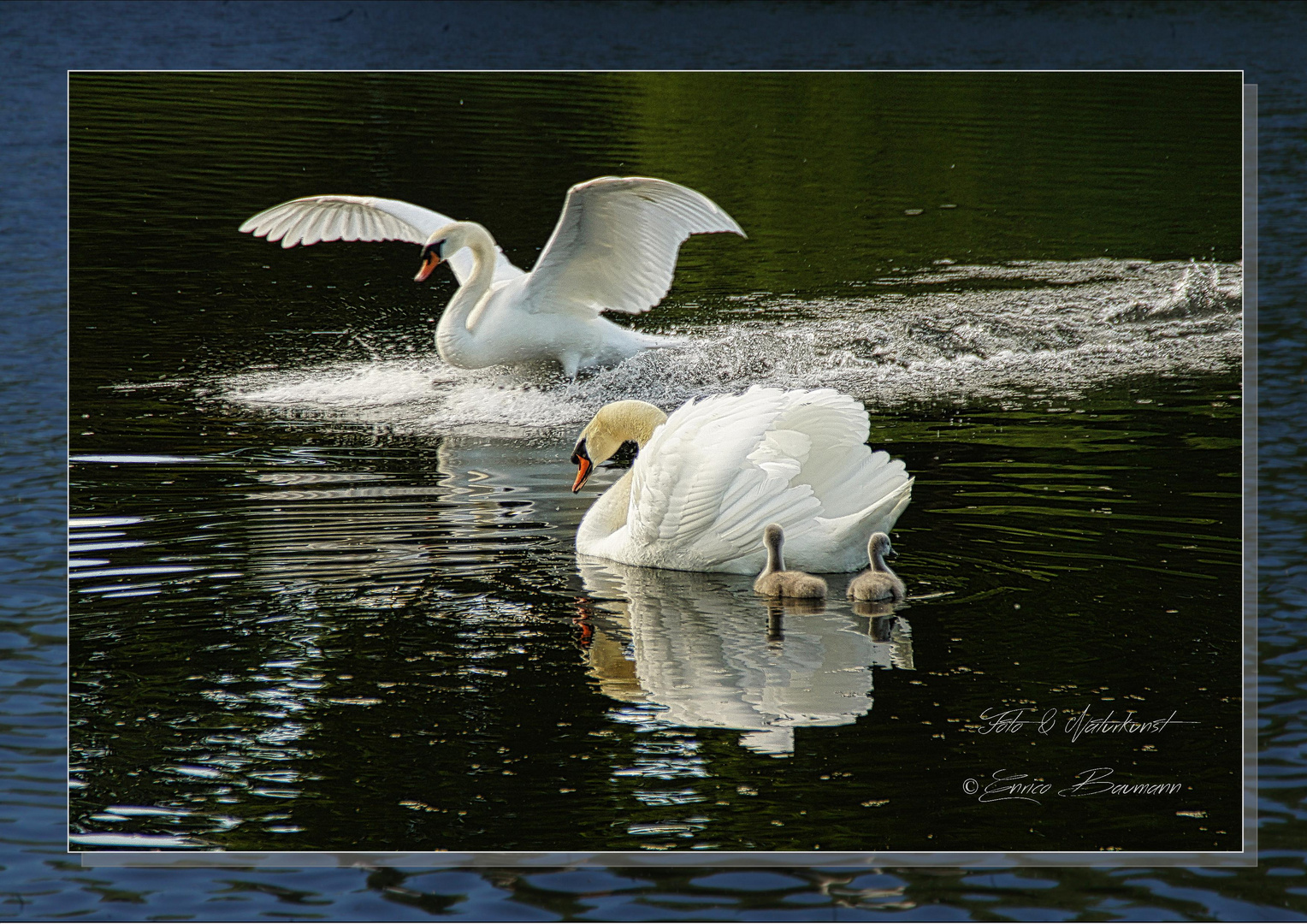 Familie Schwan 