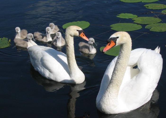 Familie Schwan