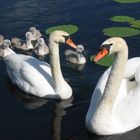 Familie Schwan