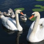 Familie Schwan