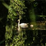 Familie Schwan