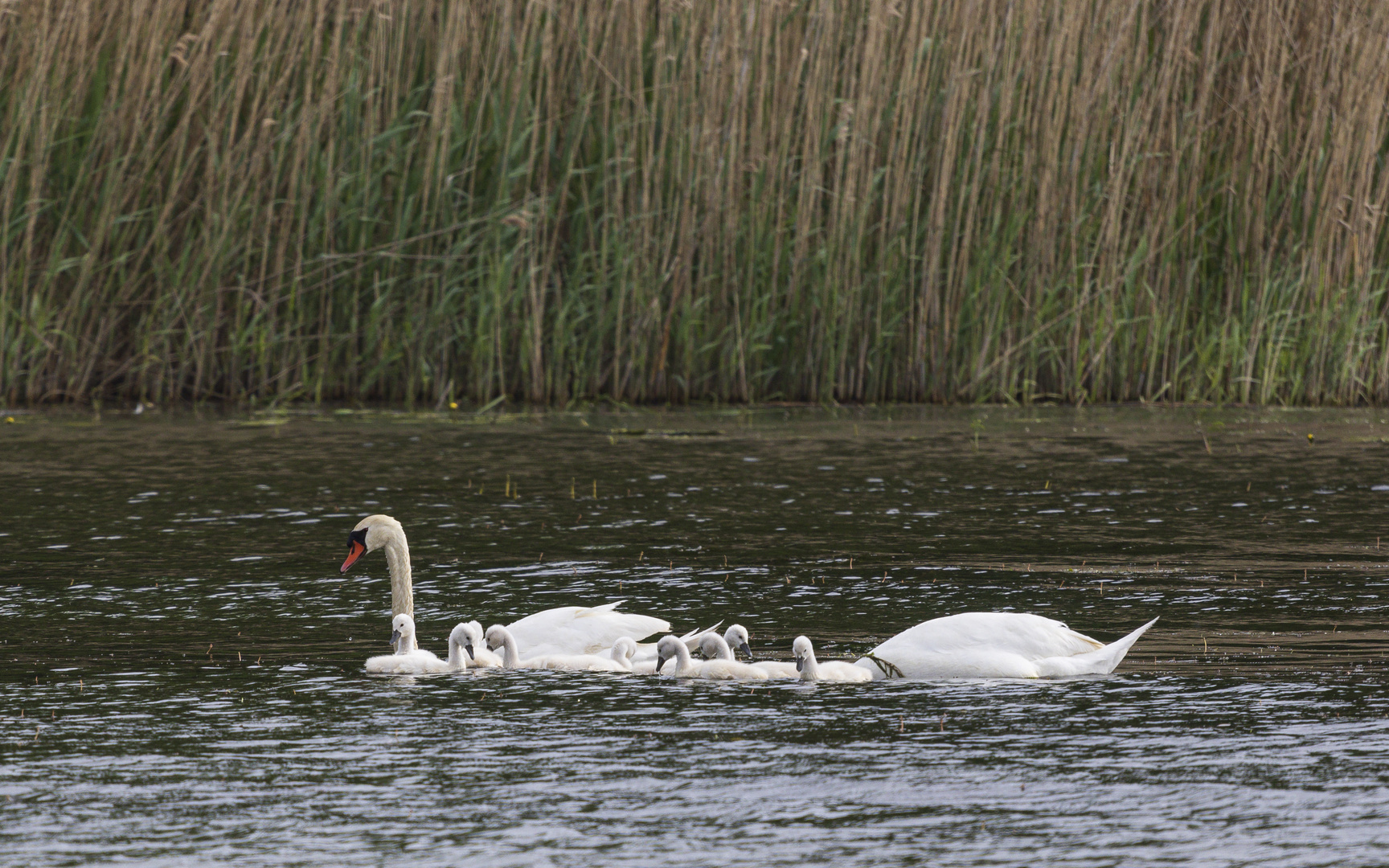 Familie Schwan-5286