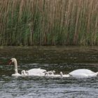 Familie Schwan-5286