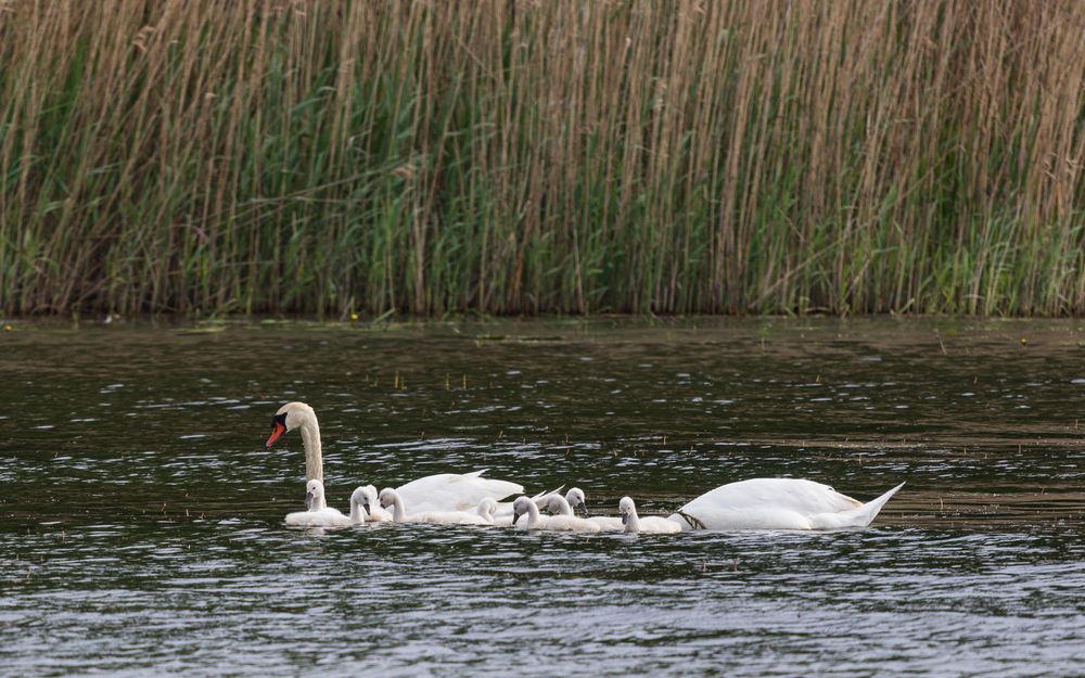 Familie Schwan-5286