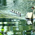 Familie Schwan