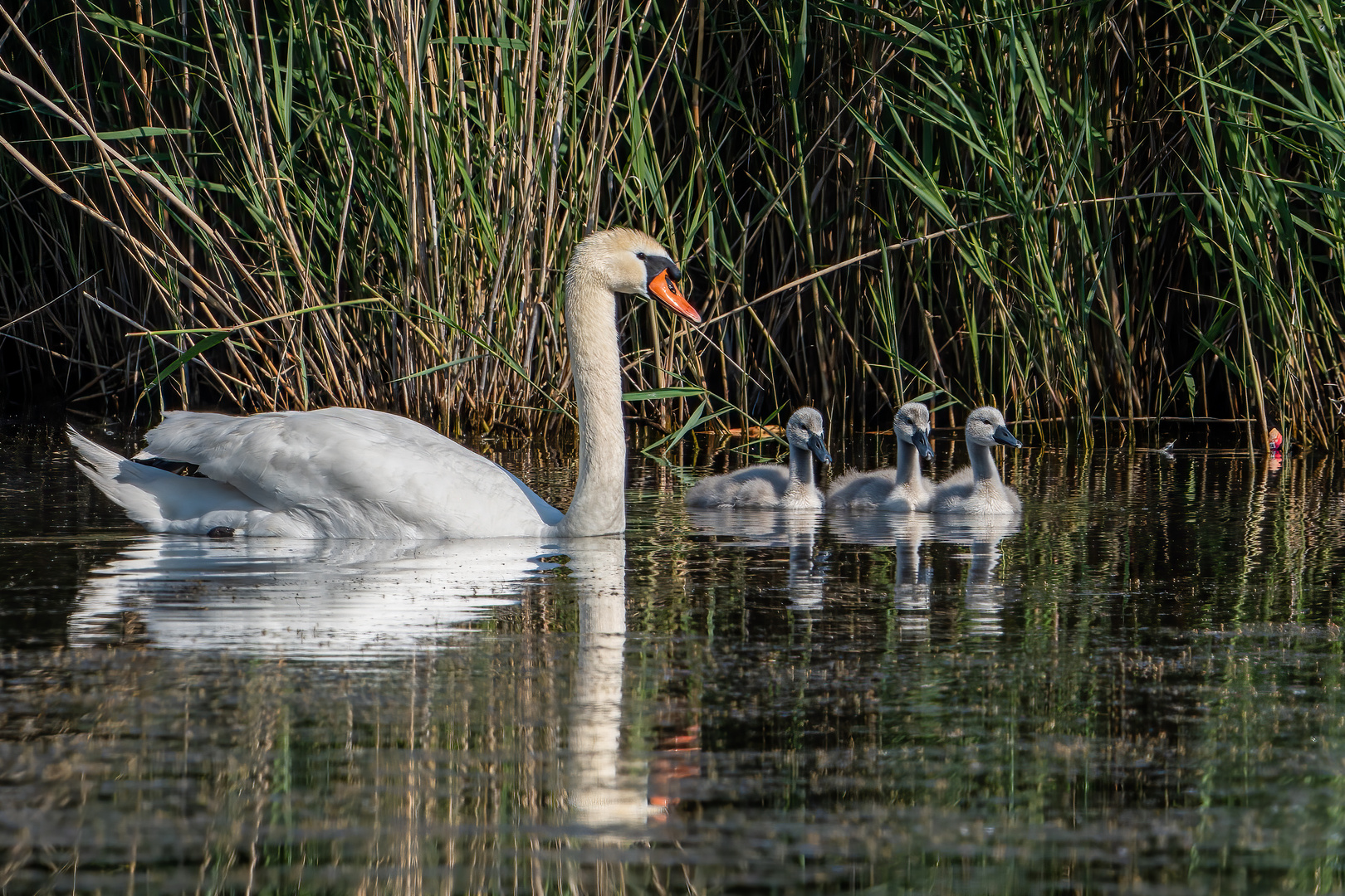 Familie Schwan