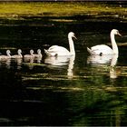 Familie Schwan