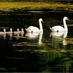 Familie Schwan