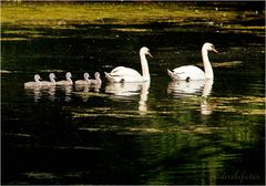 Familie Schwan