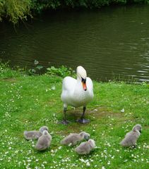 Familie Schwan 