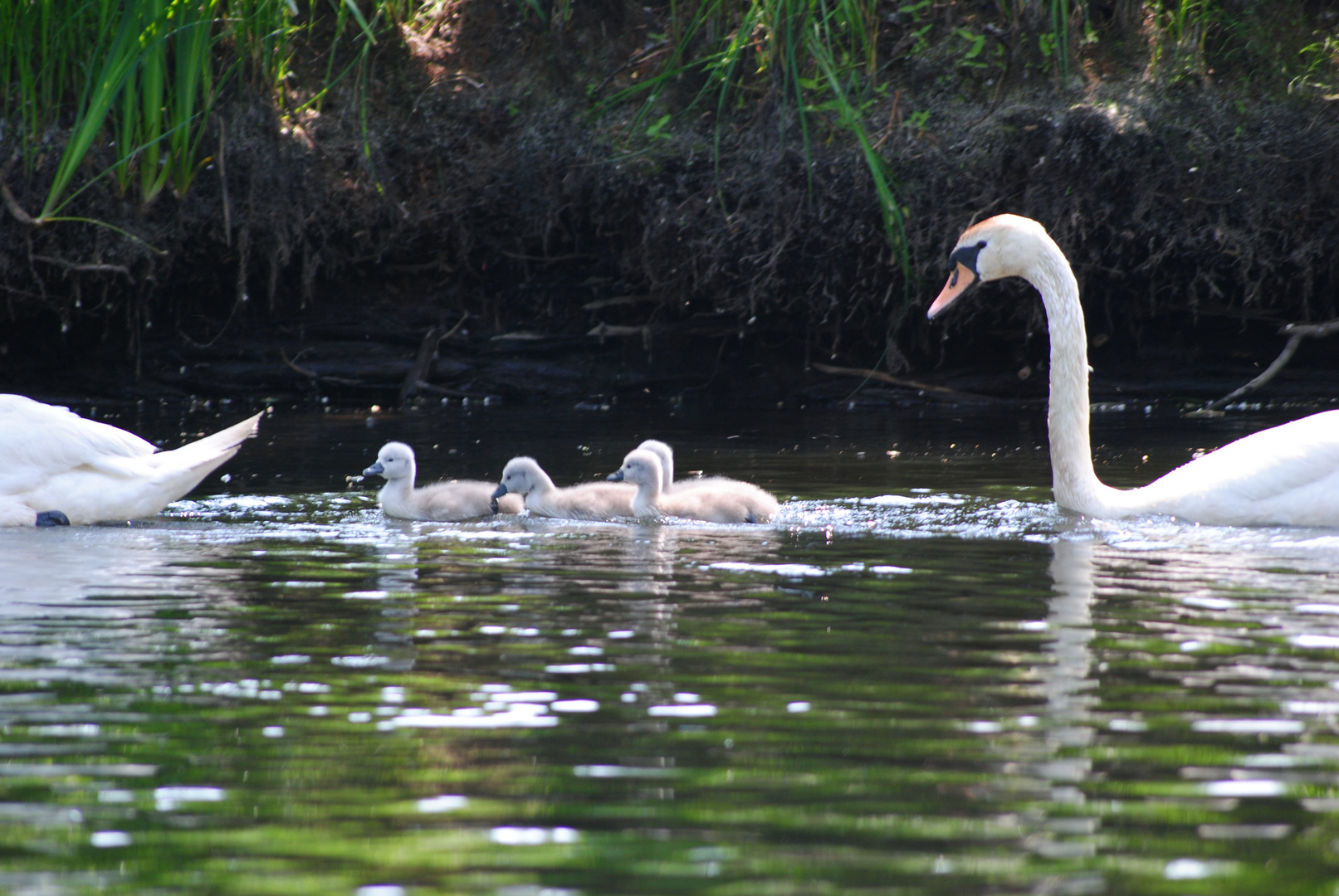 Familie Schwan