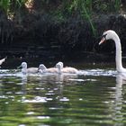 Familie Schwan