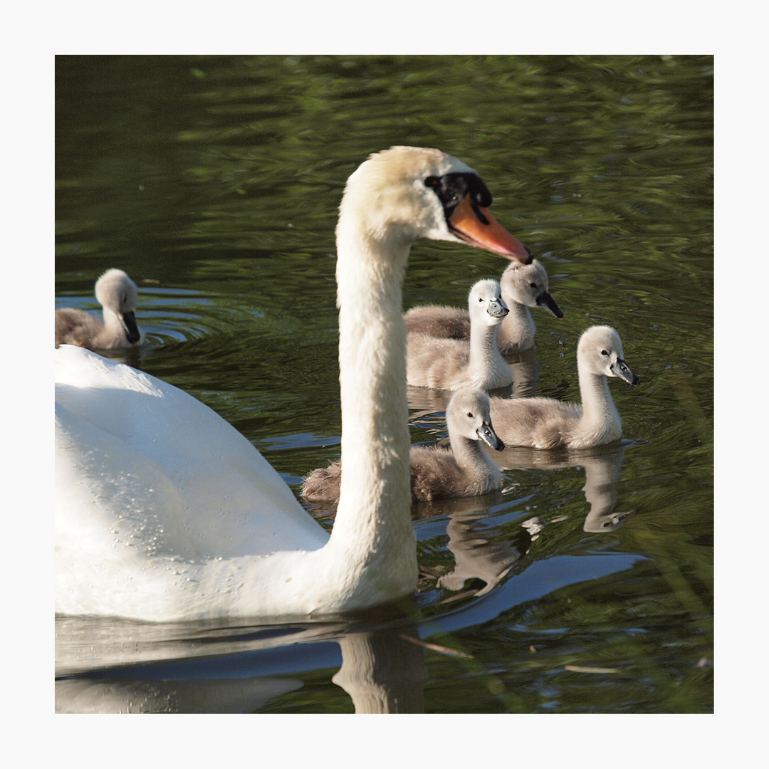 Familie Schwan