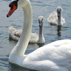 Familie Schwan