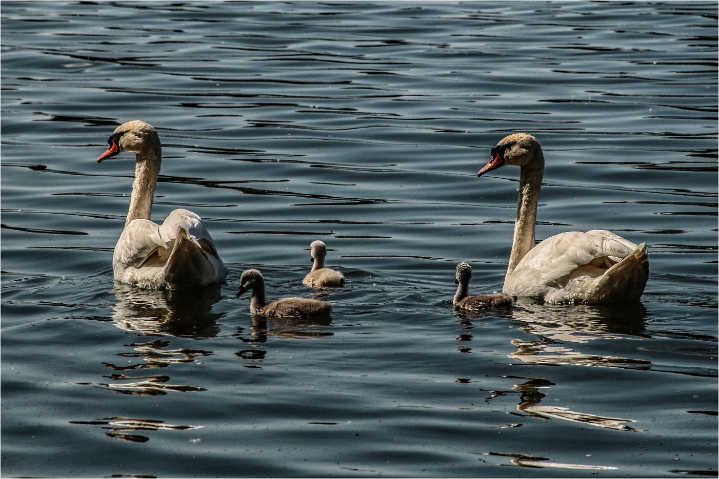 Familie Schwan