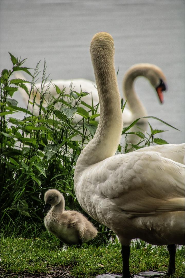 Familie Schwan