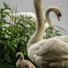 Familie Schwan