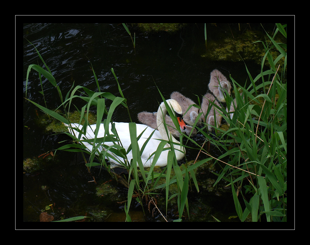 Familie Schwan