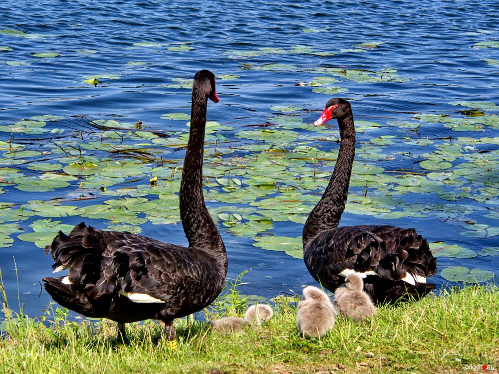 Familie Schwan