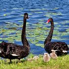 Familie Schwan