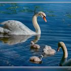  Familie Schwan