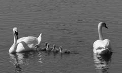 Familie Schwan