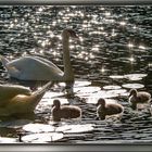 Familie Schwan